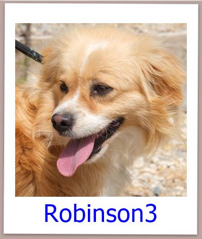 Robinson3Tierschutz Zypern Hund prof