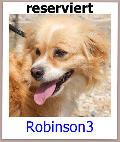 Robinson3Tierschutz Zypern Hund res