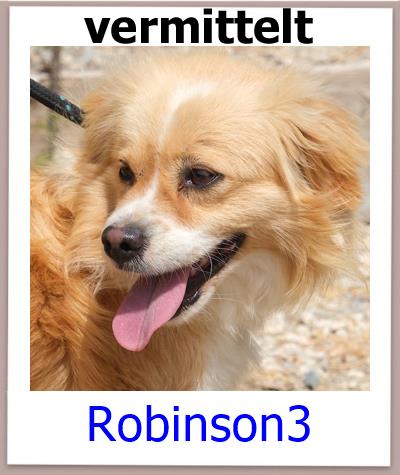 Robinson3Tierschutz Zypern Hund vermittelt