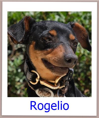 Rogelio Tierschutz Zypern Hund prof