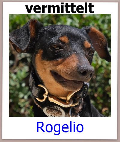 Rogelio Tierschutz Zypern Hund prof