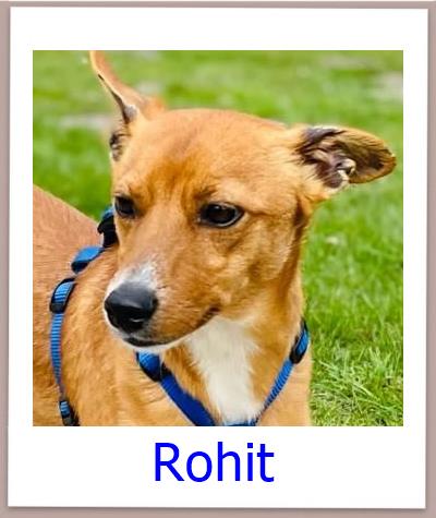 Rohit Tierschutz Zypern Hund prof 1