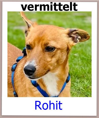 Rohit Tierschutz Zypern Hund vermittelt 1