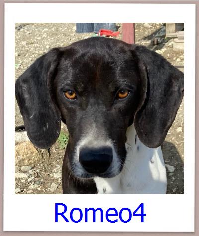Romeo4 Tierschutz Zypern Hund prof