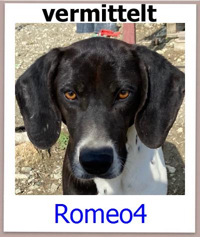 Romeo4 Tierschutz Zypern Hund prof