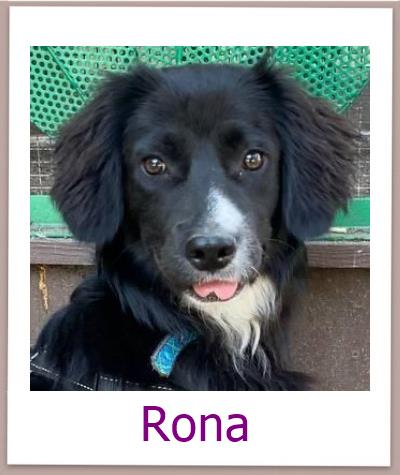 Rona Tierschutz Zypern Hund prof 1