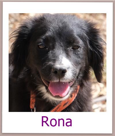 Rona Tierschutz Zypern Hund prof