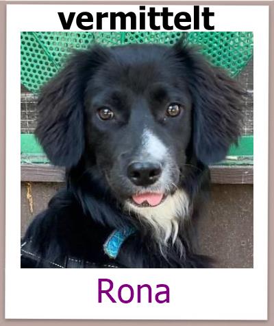 Rona Tierschutz Zypern Hund vermittelt 1