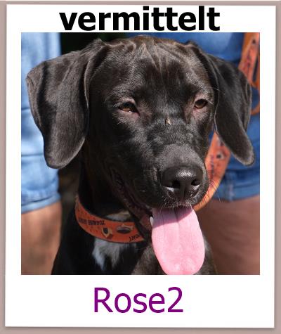 Rose2 Tierschutz Zypern Hund prof