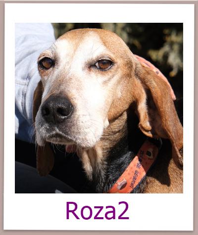 Roza2 Tierschutz Zypern Hund prof