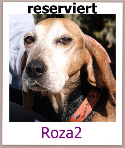Roza2 Tierschutz Zypern Hund res
