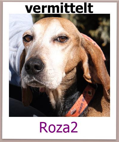 Roza2 Tierschutz Zypern Hund vermittelt