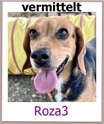 Roza3 Tierschutz Zypern Hund prof 1