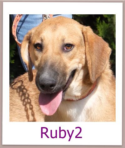Ruby2 Tierschutz Zypern Hund prof
