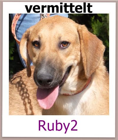 Ruby2 Tierschutz Zypern Hund prof