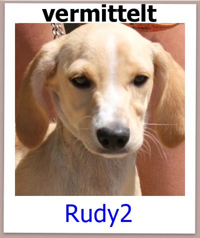 Rudy2 Tierschutz Zypern Hund vermittelt