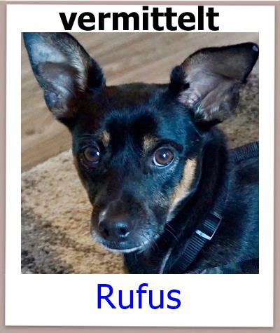 Rufus Tierschutz Zypern Hund prof 1
