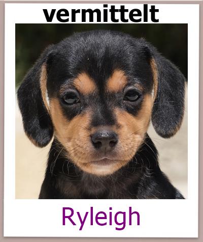 Ryleigh Tierschutz Zypern Hund vermittelt