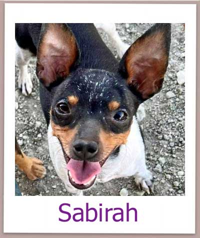 Sabirah Tierschutz Zypern Hund prof 1