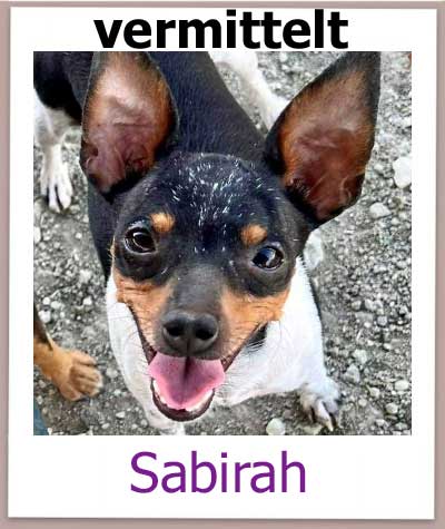 Sabirah Tierschutz Zypern Hund vermittelt 1