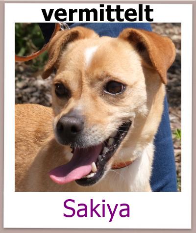 Sakiya Tierschutz Zypern Hund vermittelt