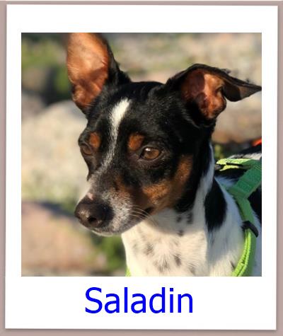 Saladin Tierschutz Zypern Hund prof 1