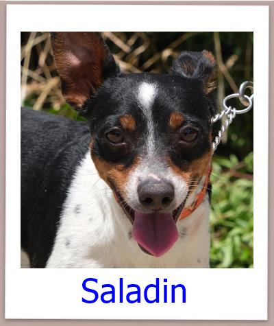 Saladin Tierschutz Zypern Hund prof