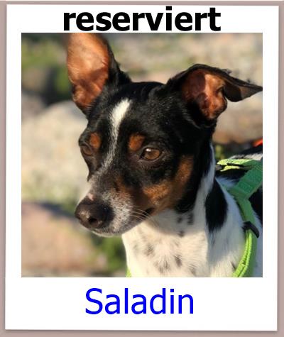 Saladin Tierschutz Zypern Hund res 1