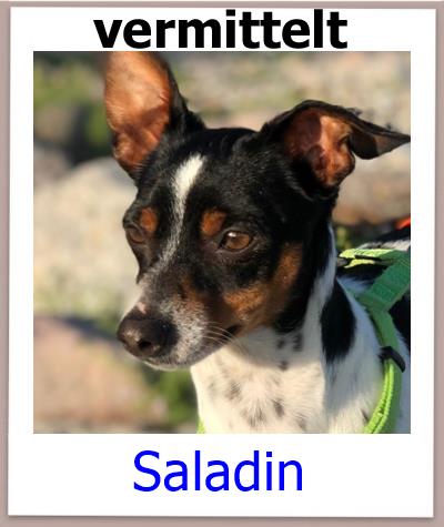 Saladin Tierschutz Zypern Hund verm 1