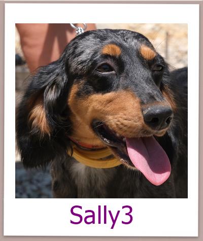Sally3 Tierschutz Zypern Hund prof