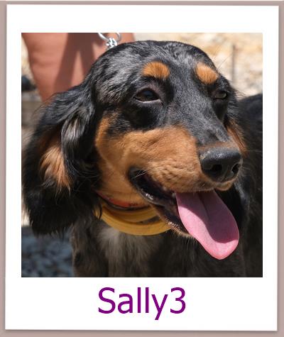 Sally3 Tierschutz Zypern Hund prof