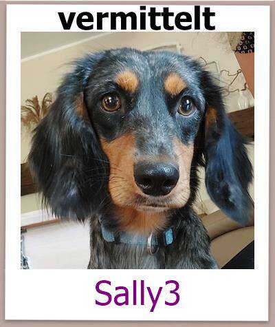 Sally3 Tierschutz Zypern Hund vermittelt