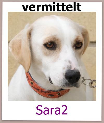 Sara2 Tierschutz Zypern Hund vermittelt