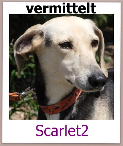Scarlet2 Tierschutz Zypern Hund vermittelt