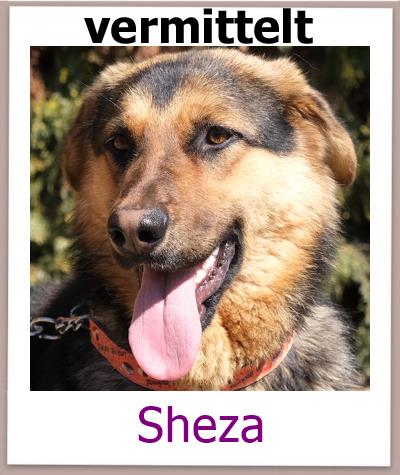 Sheza Tierschutz Zypern Hund vermittelt