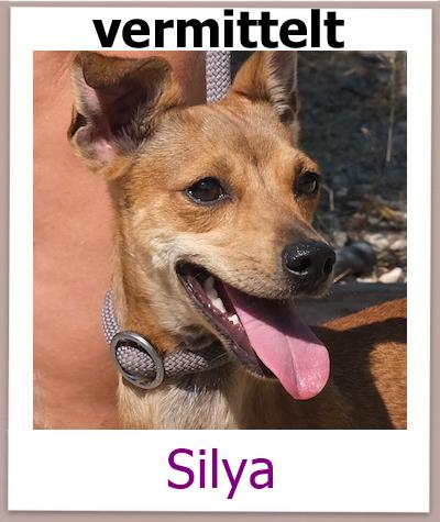 Silya Tierschutz Zypern Hund prof