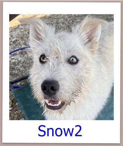 Snow2 Tierschutz Zypern Hund prof 1