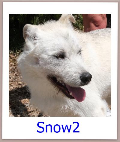 Snow2 Tierschutz Zypern Hund prof