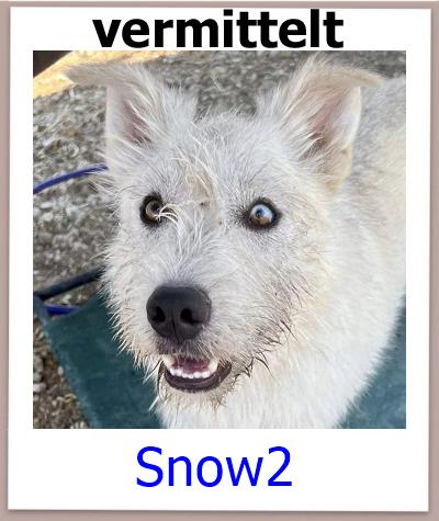 Snow2 Tierschutz Zypern Hund prof 1