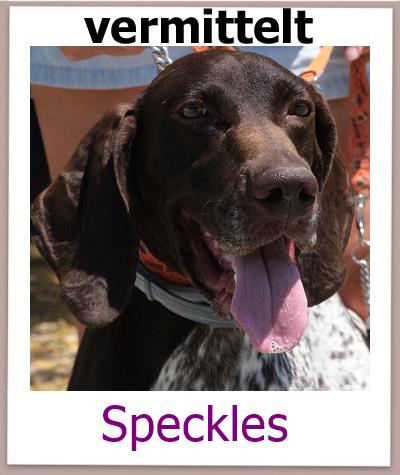 SpecklesTierschutz Zypern Hund vermittelt