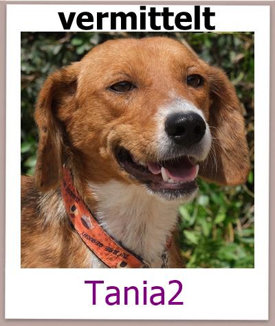 Tania2 Tierschutz Zypern Hund vermittelt