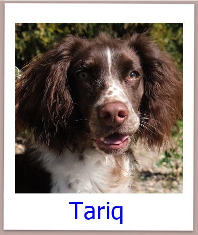 Tariq Tierschutz Zypern Hund prof