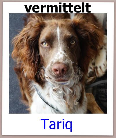 Tariq Tierschutz Zypern Hund vermittelt 1