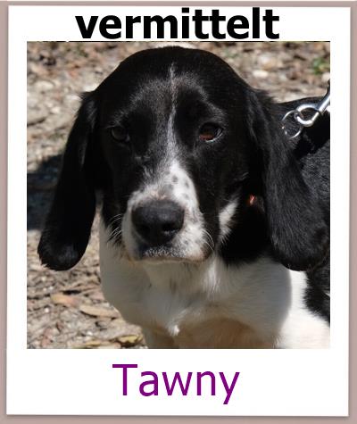 Tawny Tierschutz Zypern Hund vermittelt