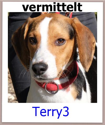 Terry3 Tierschutz Zypern Hund vermittelt