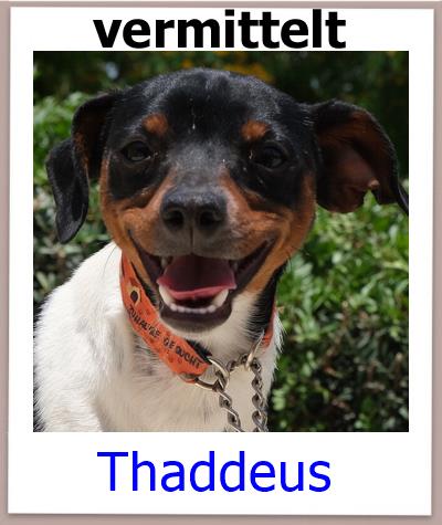 ThaddeusTierschutz Zypern Hund vermittelt