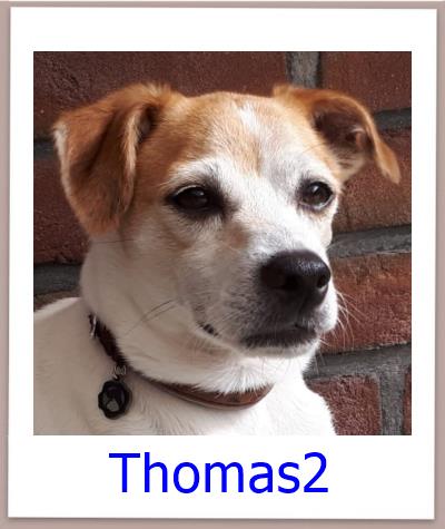 Thomas2 Tierschutz Zypern Hund prof 1