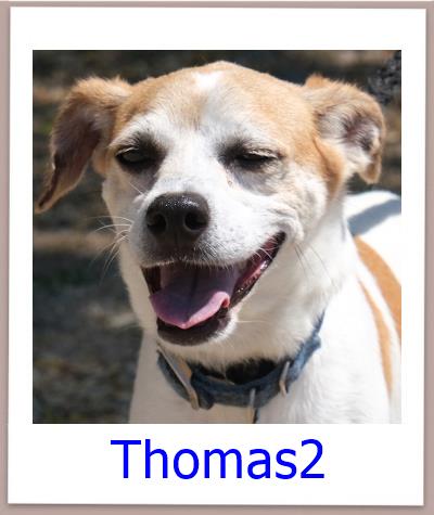 Thomas2 Tierschutz Zypern Hund prof