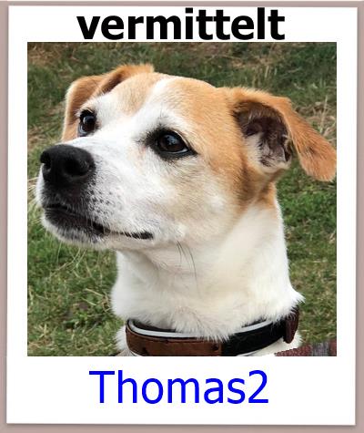 Thomas2 Tierschutz Zypern Hund vermittelt 2