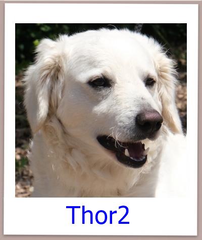 Thor2 Tierschutz Zypern Hund prof